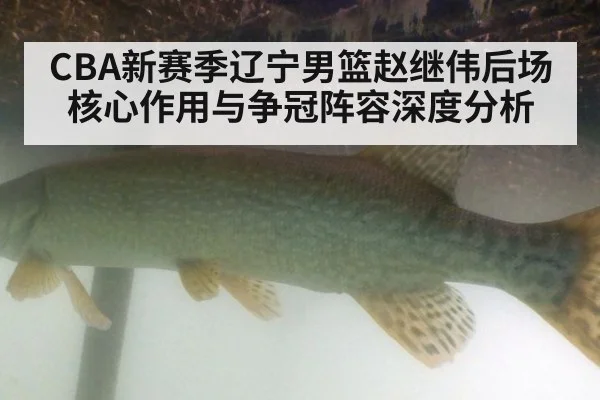 CBA新赛季辽宁男篮赵继伟后场核心作用与争冠阵容深度分析